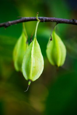 Halesia carolina, tetraptera - halézie karolinská - plod